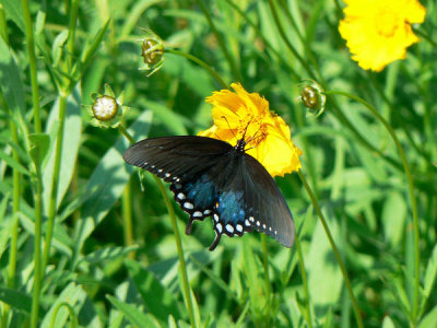 Ryan Hagerty - Spicebush Swallowtail (Papilio troilus)