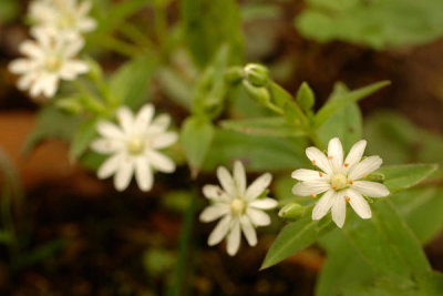 Ryan Hagerty - Star chickweed (Stellaria pubera.)