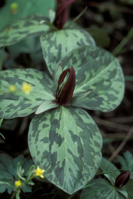 Ryan Hagerty - Toadshade (Trillium sessile)