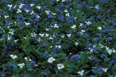 Ryan Hagerty - White trillium and Virginia bluebells (Trillium grandiflorum and Mertensia virginica)