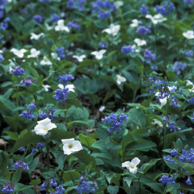 Ryan Hagerty - White Trillium and Virginia Bluebells (Trillium grandiflorum and Mertensia virginica)