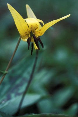 Ryan Hagerty - Trout Lily (Erythronium americanum)