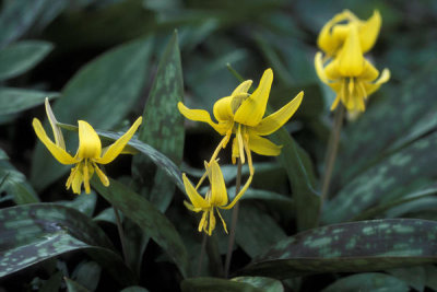 Ryan Hagerty - Trout lily (Erythronium americanum)