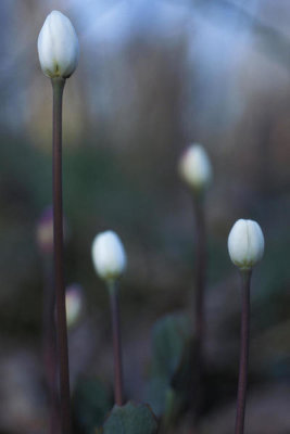 Ryan Hagerty - Twinleaf (Jeffersonia diphylla)