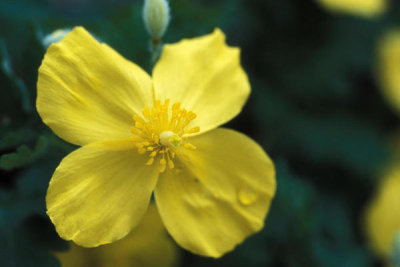 Ryan Hagerty - Celandine poppy (Stylophorum diphyllum)