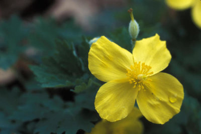 Ryan Hagerty - Celandine poppy (Stylophorum diphyllum)