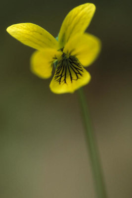 Ryan Hagerty - Smooth yellow violet (Viola pubescens eriocarpa)