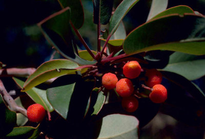 Dr. Thomas G. Barnes - Texas mandrone tree (Arbutus xalapensis)
