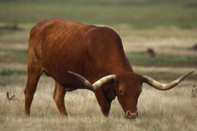 Dr. Thomas G. Barnes - Texas Longhorn grazing