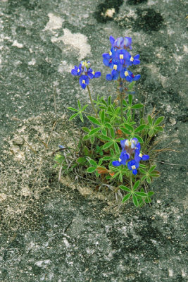 Dr. Thomas G. Barnes - Texas Bluebonnet (Lupinus texensis)