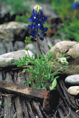 Dr. Thomas G. Barnes - Texas Bluebonnet (Lupinus texensis)