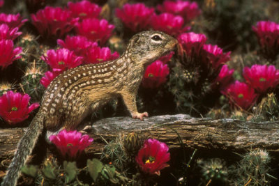 Larry Ditto - Mexican Ground Squirrel