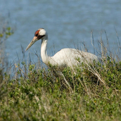 Steve Hillebrand - Whooping crane (Grus americana)