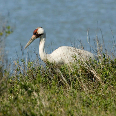 Steve Hillebrand - Whooping crane (Grus americana)