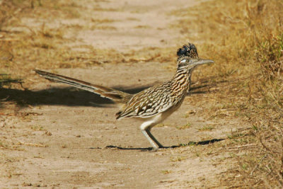 Steve Hillebrand - Roadrunner standing still (Geococcyx californianus)