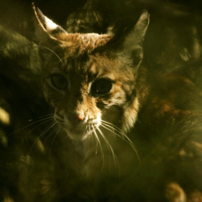 Steve Hillebrand - A Bobcat in Laguna Atacosa National Wildlife Refuge (Lynx rufus)