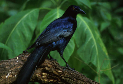 John and Karen Hollingsworth - Great-tailed grackle (Quiscalus quiscula)