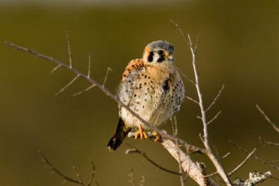 Steve Hillebrand - Young American Kestrel (Falco sparverius)