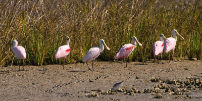 Steve Hillebrand - Spoonbills with a shorebird (Ajaia ajaja)