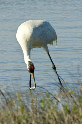 Steve Hillebrand - Whooping Crane dines on fresh seafood (Grus americana)