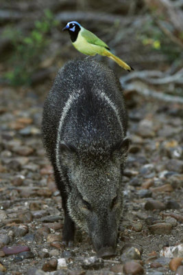 Steve Hillebrand - Green Jay on a Javelina (Cyanocorax yncas on a Tayassu tajacu)