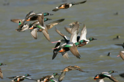 Steve Hillebrand - Northern Shoveler ducks flying (Anas clypeata)