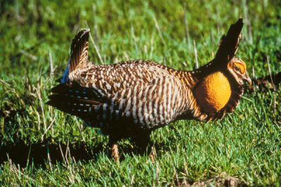 George Lavendowski - Attwater's prairie chicken (Tympanuchus cupido attwateri)