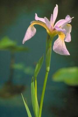 Dr. Thomas G. Barnes - Southern blue flag iris