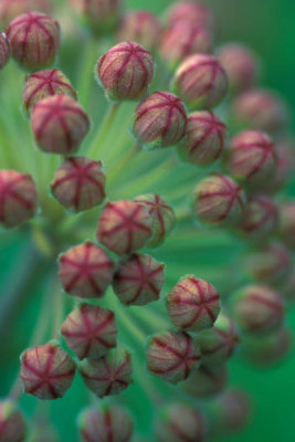 Ryan Hagerty - Milkweed buds (Asclepias syriaca)