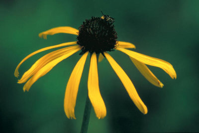 Dr. Thomas G. Barnes - Arkansas Coneflower (Echinacea paradoxa)