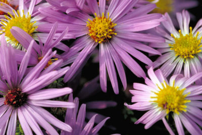 Dr. Thomas G. Barnes - Aromatic Aster (Aster oblongifolius)