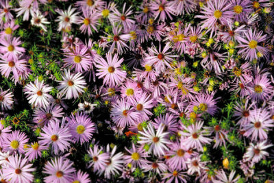 Dr. Thomas G. Barnes - Aromatic Aster (Aster oblongifolius)