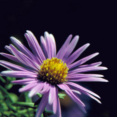 Dr. Thomas G. Barnes - New England Aster (Aster novae-angliae)