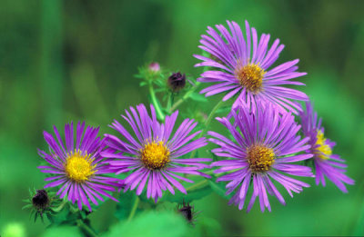 Dr. Thomas G. Barnes - New England Aster (Aster novae-angliae)