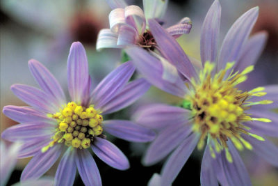 Dr. Thomas G. Barnes - Short's Aster (Symphyotrichum shortii)