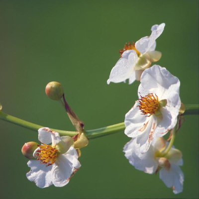 Dr. Thomas G. Barnes - Arrowhead, duck potato (Sagittaria lancifolia)