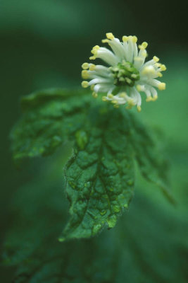 Ryan Hagerty - Goldenseal (Hydrastis canadensis)