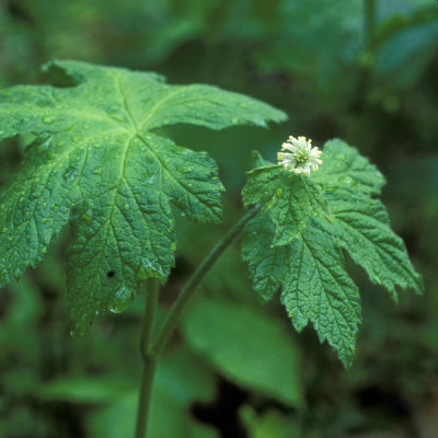 Ryan Hagerty - Goldenseal (Hydrastis canadensis)