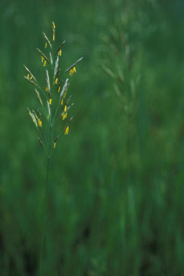 Ryan Hagerty - Flowering grass