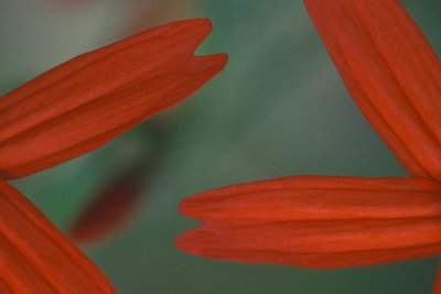 Ryan Hagerty - Fire Pink Petals (Silene virginica)