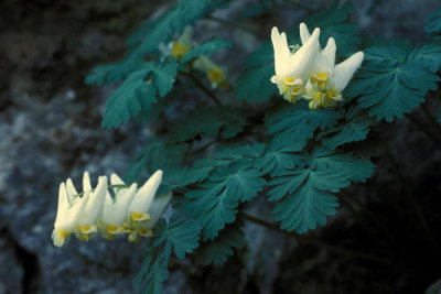 Ryan Hagerty - Dutchman's Breeches (dicentra cucullaria)