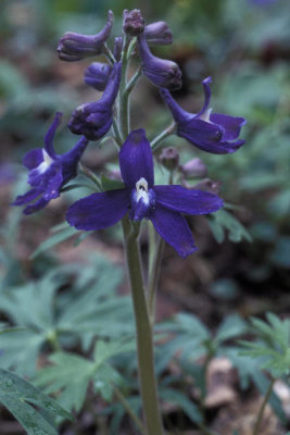 Ryan Hagerty - Dwarf Larkspur (Delphinium tricorne)