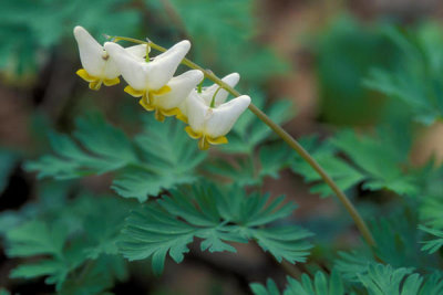 Ryan Hagerty - Dutchman's Breeches (dicentra cucullaria)