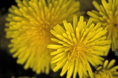 Ryan Hagerty - Dandelion (Taraxacum officinale)