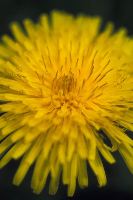 Ryan Hagerty - Dandelion (Taraxacum officinale)