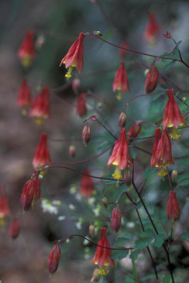 Ryan Hagerty - Columbine (Aquilegia canadensis)