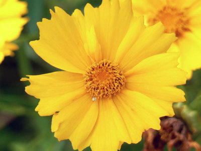 Laura Perlick - Coreopsis (Coreopsis gladiata)