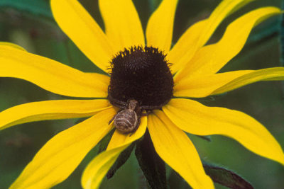 Irene Storkes - Black-eyed Susan (Rudbeckia hirta)