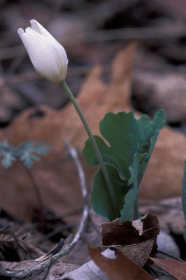 Ryan Hagerty - Bloodroot (Sanguinaria canadensis)