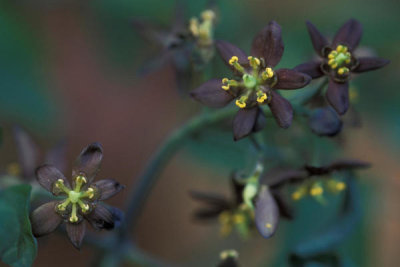 Ryan Hagerty - Blue cohosh (Caulophyllum thalictroides)